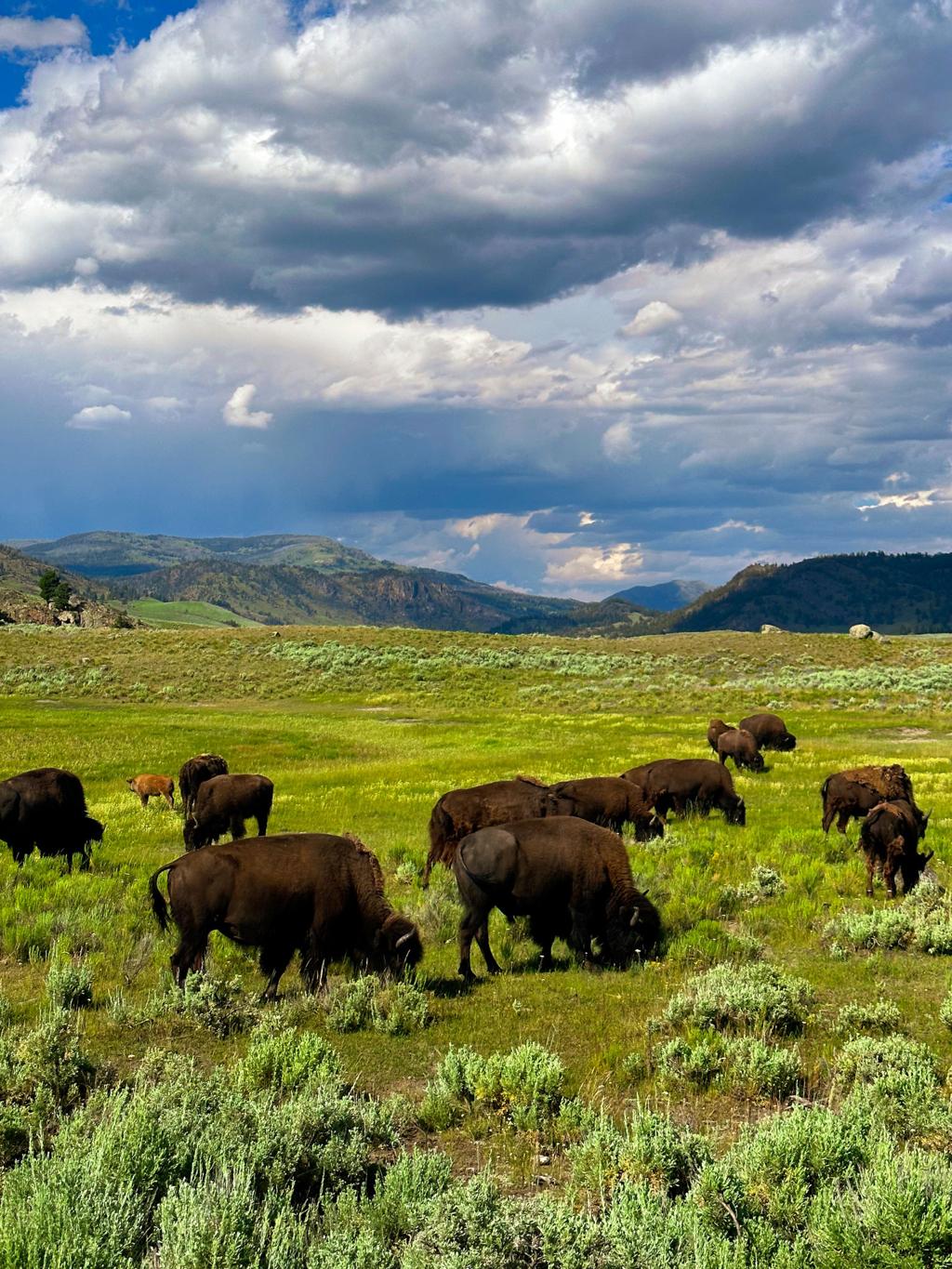 Yellowstone Camping Guide: Everything You Need to Know