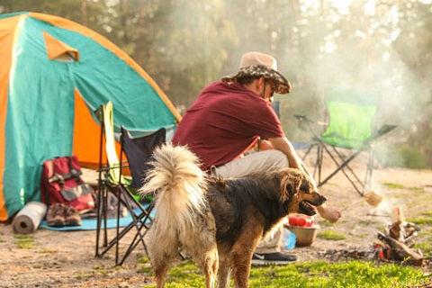 Camping With Dogs Checklist: Everything You Need for a Safe Adventure
