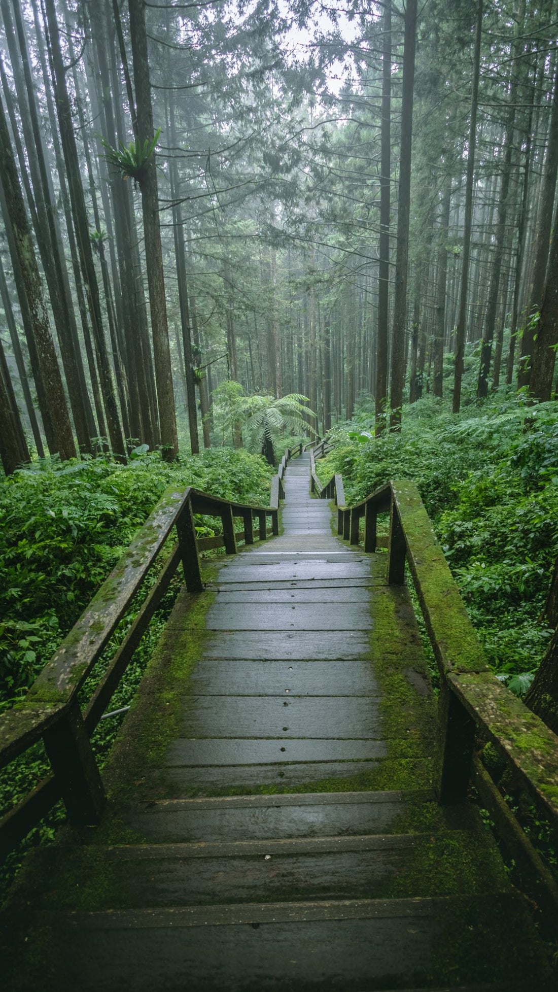 rain-soaked forest boardwalk on a rainy hiking trail