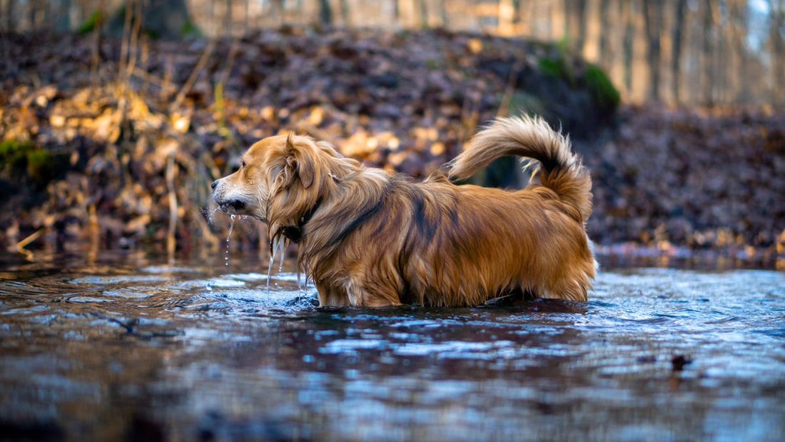 Dog drinking water in a forest stream while hiking on a trail