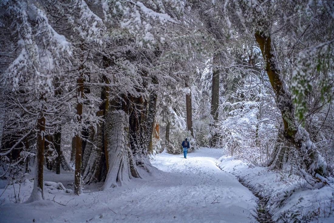 hiker walking through a tranquil snowy forest on a winter hiking trail