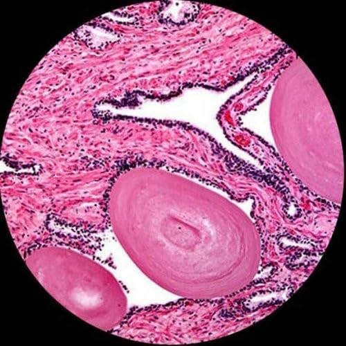 AmScope 40X-2500X LED Digital Monocular Compound Microscope with 3D Stage (M620C)