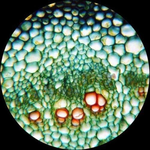 AmScope M620B Compound Monocular Microscope, WF10x and WF20x Eyepieces, 40x-2000x Magnification, Brightfield, LED Illumination, Abbe Condenser, Mechanical Stage, 110V