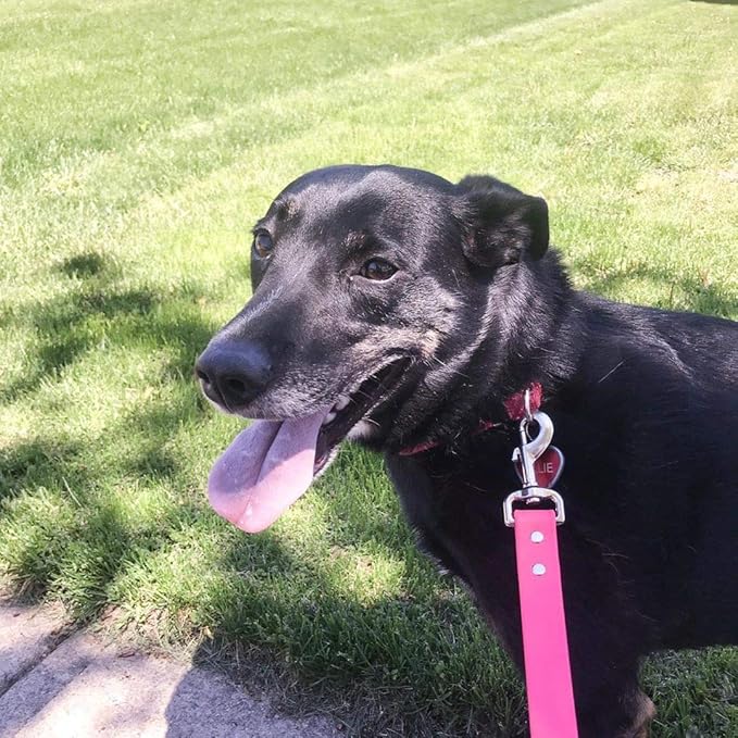 Swivel Snap Hooks, Lucky Goddness 20pcs Metal Heavy Duty Square Eye Clasp Buckle Trigger Clip Multipurpose- Best for Spring Pet Buckle, Key Chain for Linking Dog Leash Collar, Handmade Crafts Project