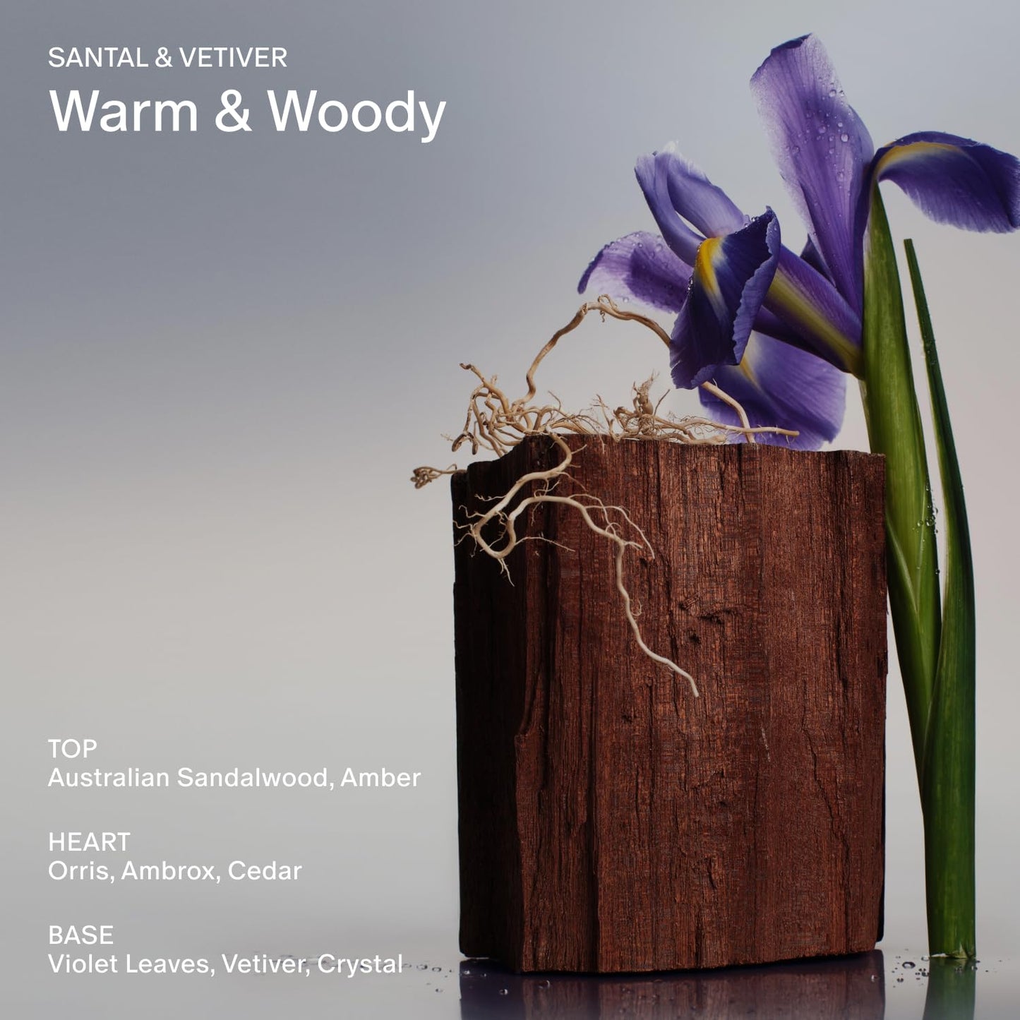 Salt & Stone Body Lotion for Women & Men | Hydrates, Nourishes & Softens Skin | Restores Dry Skin | Fast-Absorbing | Cruelty-Free & Vegan (100 ml) (Santal & Vetiver)