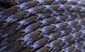 USA Made 550 Paracord - DIY Projects, Camping, Hiking, Tree Nets, 300 Colors - Type III Cord - Scorpion 50 Feet